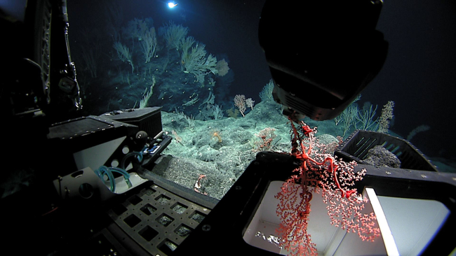 Deep Discoverer manipulator arm placing a red octocoral in the sample box
