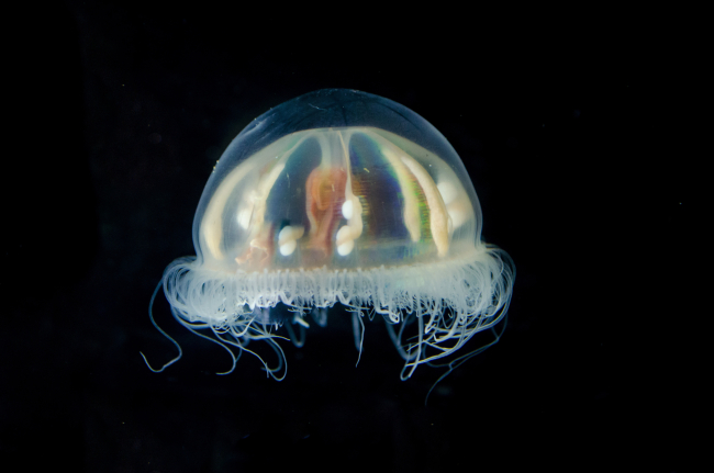 This species of jellyfish - Benthocodon hyalinus - is found in the water columnthroughout the Pacific Ocean