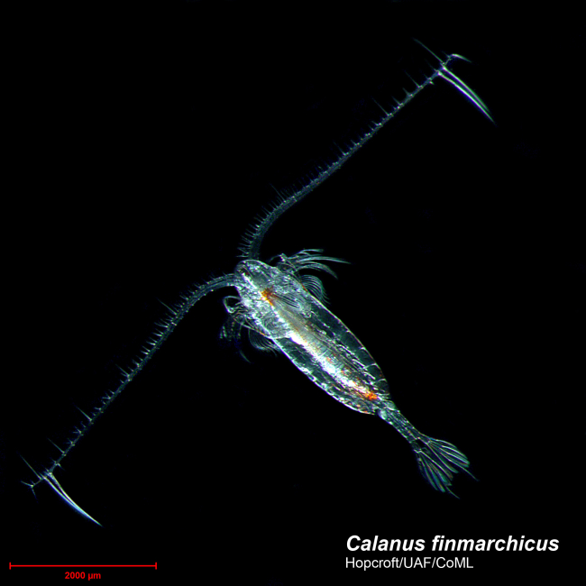 Encased in the same suit of armor used by insects, the copepod is among the best known zooplankton group in the Arctic
