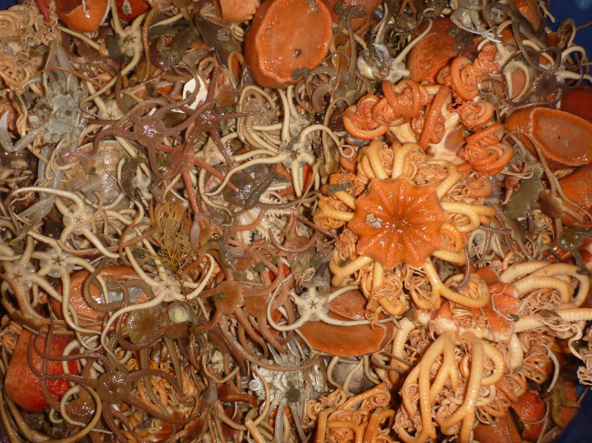 A bottom trawl catch of brittle stars, basket stars, holothurians, a few crabs,and other fauna
