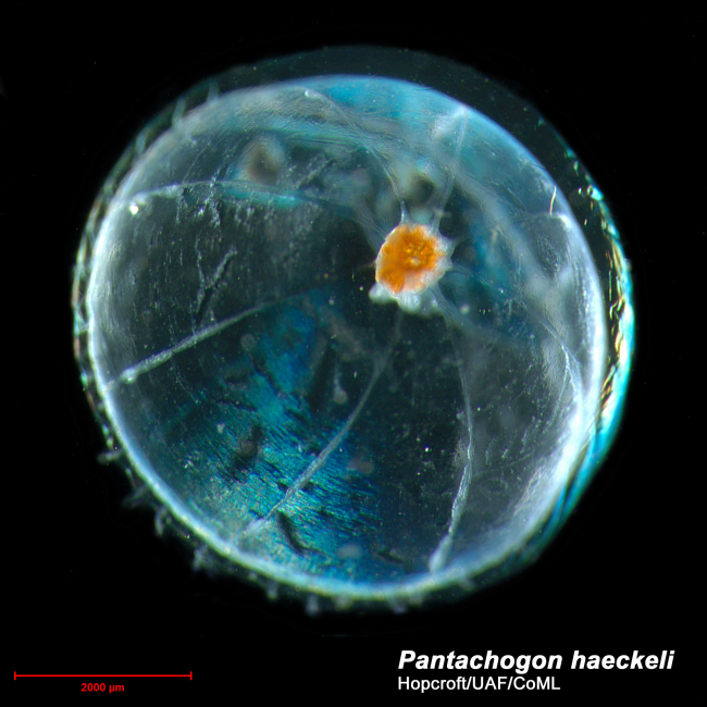 Under half an inch in diameter, the jellyfish Pantachogon haeckeli is oftenunidentifiable after collection