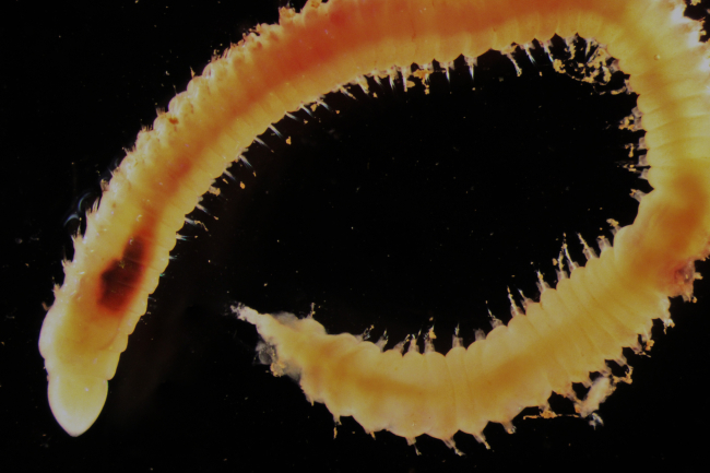A polychaete worm from the family Lumbrineridae