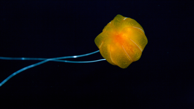 A ctenophore given the moniker Mr