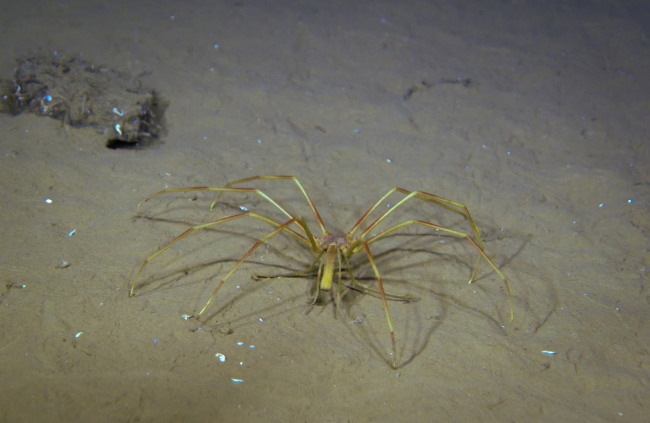 A pycnogonid crab known as a sea spider