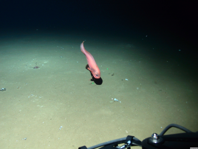 A pink snailfish seen at about 2,000 meters depth