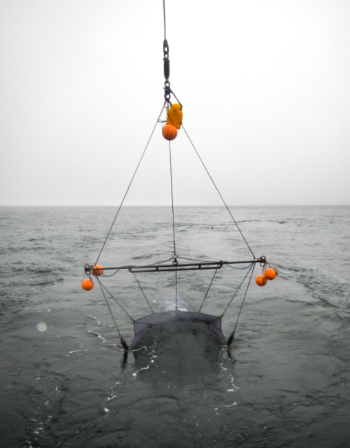 The trawl spreads out behind the ship, complete with orange floats that help totarget a certain depth