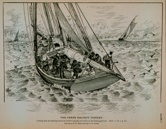 Cutting bait and baiting trawls on halibut schooner at anchorOn the fishing groundsDrawing by H