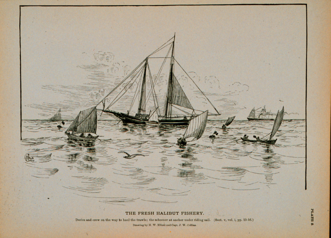 Dories and crew on the way to haul the trawlsThe schooner at anchor under riding sailDrawing by H
