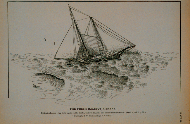 Halibut schooner lying to in a gale on the BankUnder riding sail and double-reefed foresailDrawing by H
