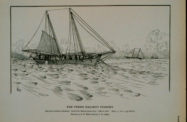 Old-style halibut schooner, hand-line fishing from deck, 1840 to 1850Drawing by H