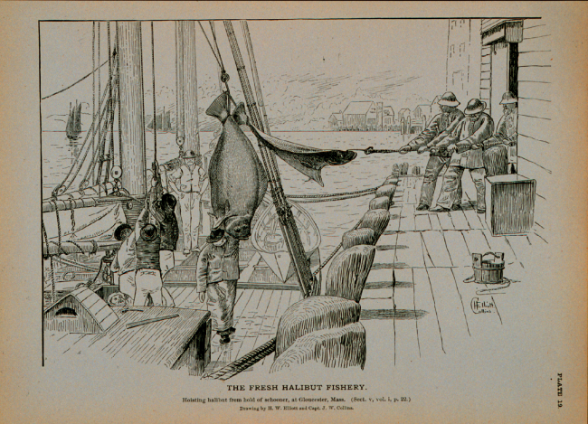 Hoisting halibut from hold of schooner at Gloucester, MassFrom photograph by T