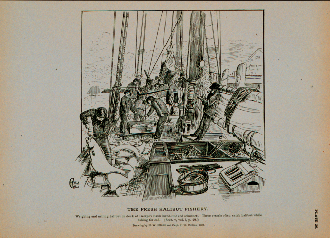 Weighing and selling halibut on deck of George's Bank hand-line cod schoonerDrawing by H