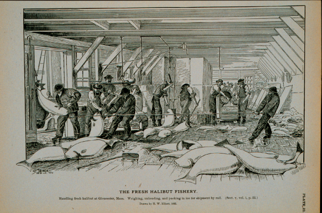 Handling fresh halibut at Gloucester, MassWeighing, unheading, and packing in ice for shipment by railDrawing by H