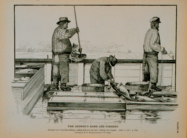 George's Bank crew hand-line fishingGaffing fish over the rail; cutting out tonguesDrawing by H