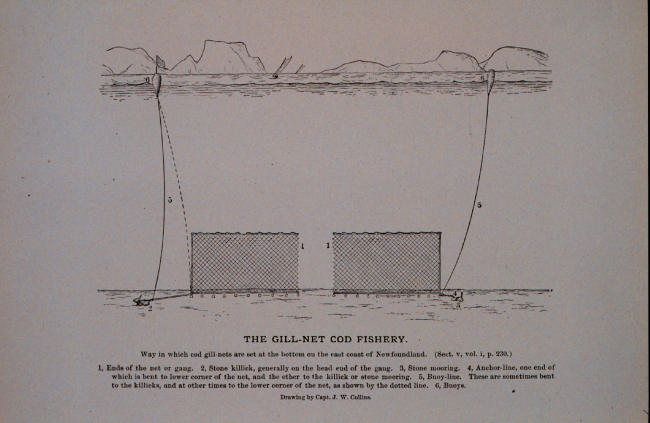 Way in which cod gill-nets are set at the bottomOn the east coast of NewfoundlandFrom Bulletin U