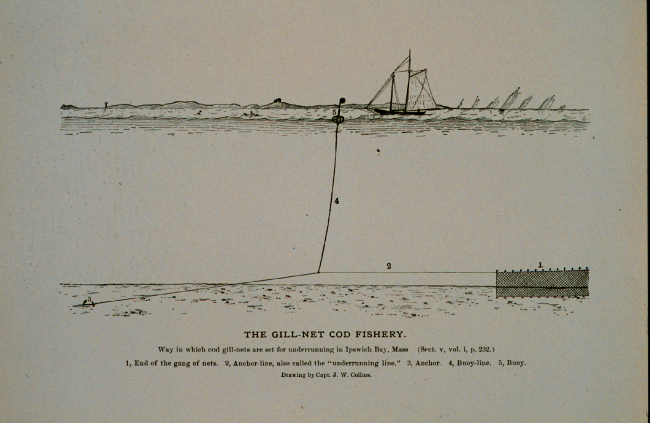 Way in which cod gill-nets are set for underrunningIn Ipswich Bay, MassachusettsFrom Bulletin U