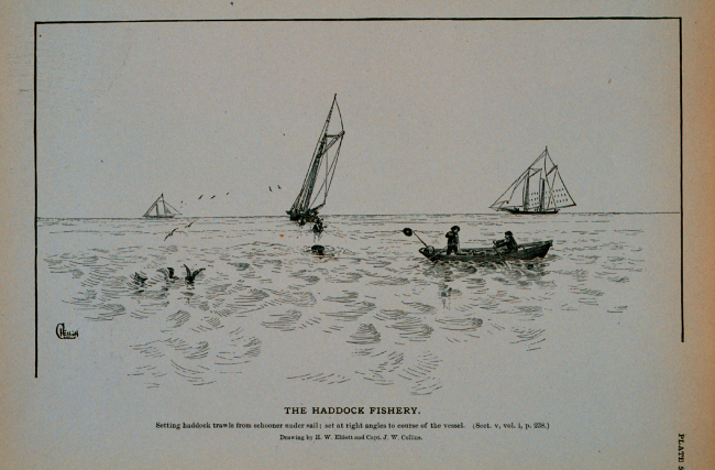 Setting haddock trawls from schooner under sail;Set at right angles to course of the vesselDrawing by H