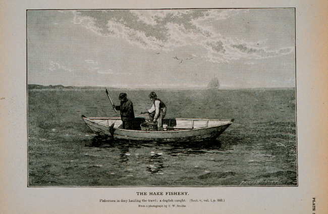 Fishermen in dory hauling trawl; a dogfish caughtFrom photograph by T