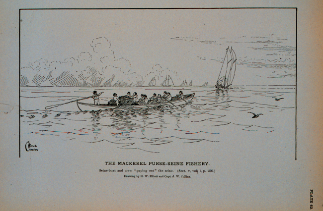 Mackerel seine-boat and crew pursing the seineDrawing by H