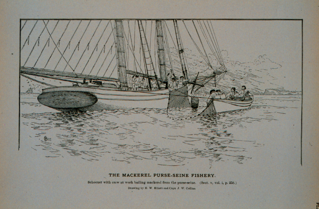 Mackerel schooner with crew at work bailing mackerel from the purse seineDrawing by H