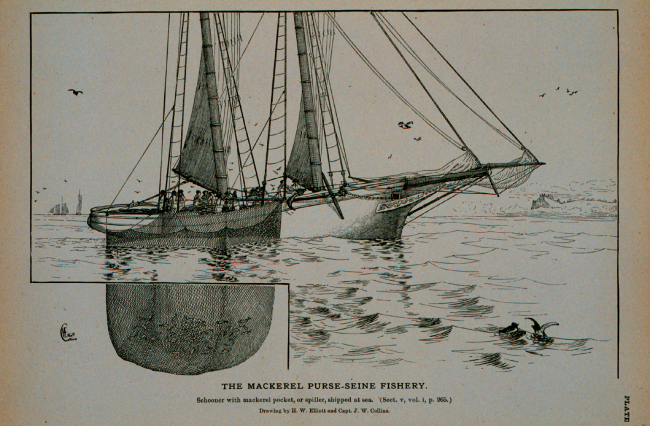 Mackerel schooner with pocket or spiller shipped at seaDrawing by H