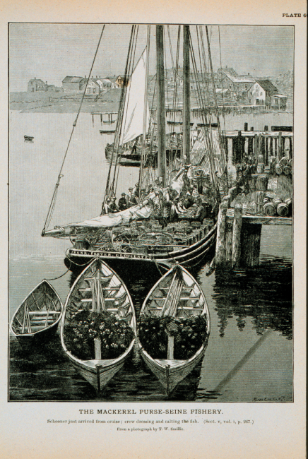 Mackerel schooner just arrived from cruise; crew dressing and salting the fishFrom photograph by T