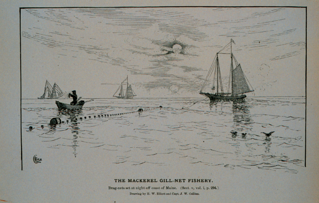 Mackerel drag-nets set at night off coast of MaineDrawing by H