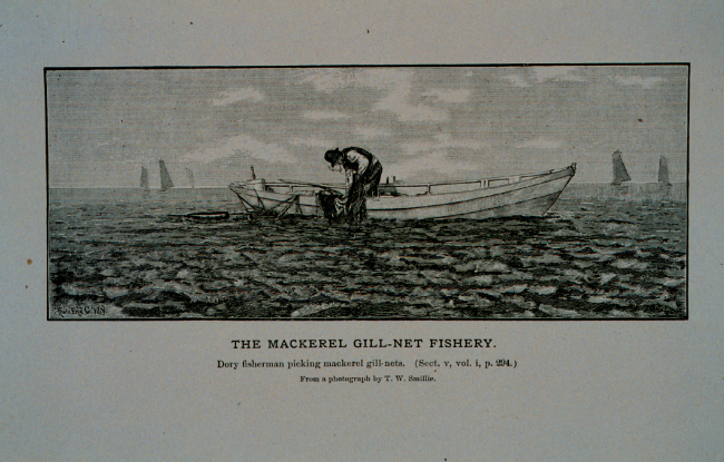 Dory fishermen picking mackerel gill-netsFrom photograph by T