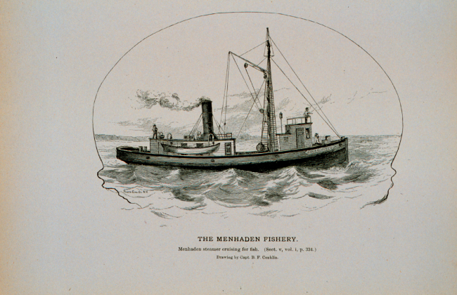 Menhaden steamer William Floyd cruising for fishFrom sketch by Capt