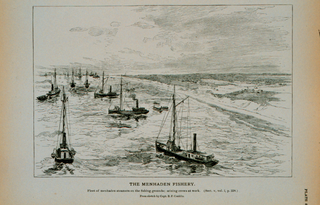 Fleet of menhaden steamers on the fishing grounds; seining crews at workFrom sketch by Capt