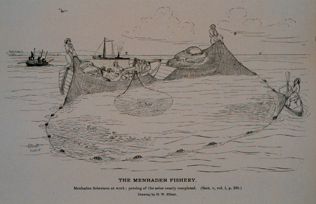 Menhaden crew at work; pursing of the seine nearly completedFrom sketch by H