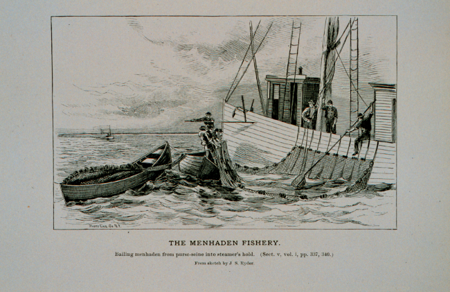 Bailing menhaden from purse-seine into the steamer's holdFrom sketch by J