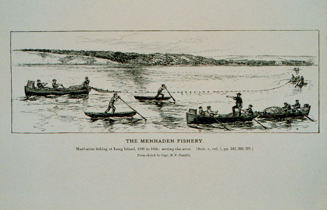 Haul-seine fishing for menhaden at Long Island, 1790 to 1850Setting the seineFrom sketch by Capt