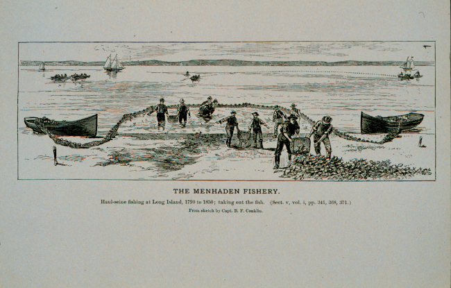 Haul-seine fishing for menhaden at Long Island, 1790 to 1850Taking out the fishFrom sketch by Capt