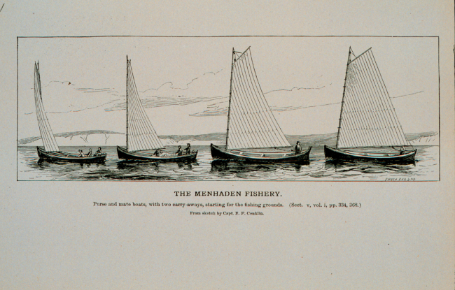 Menhaden purse and mate boats and two carry-away boatsStarting for the fishing groundsFrom sketch by Capt