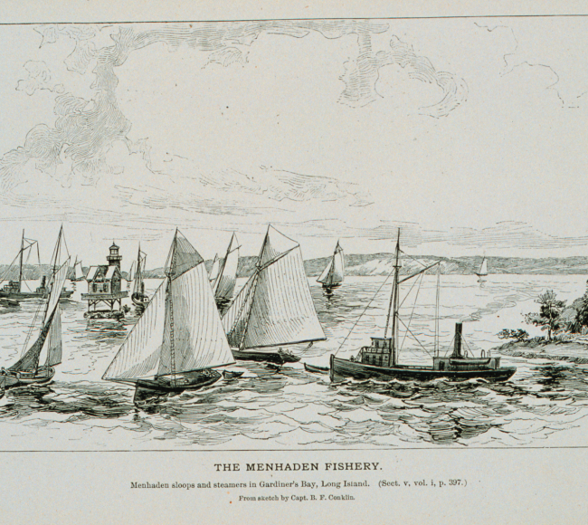 Menhaden sloops and steamers in Gardiner's Bay, Long Island