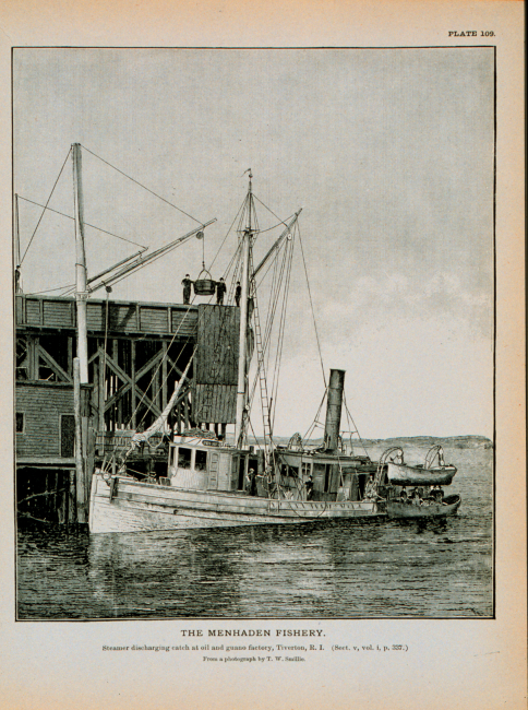 Menhaden steamer discharging catch at oil and guano factory, Tiverton, R