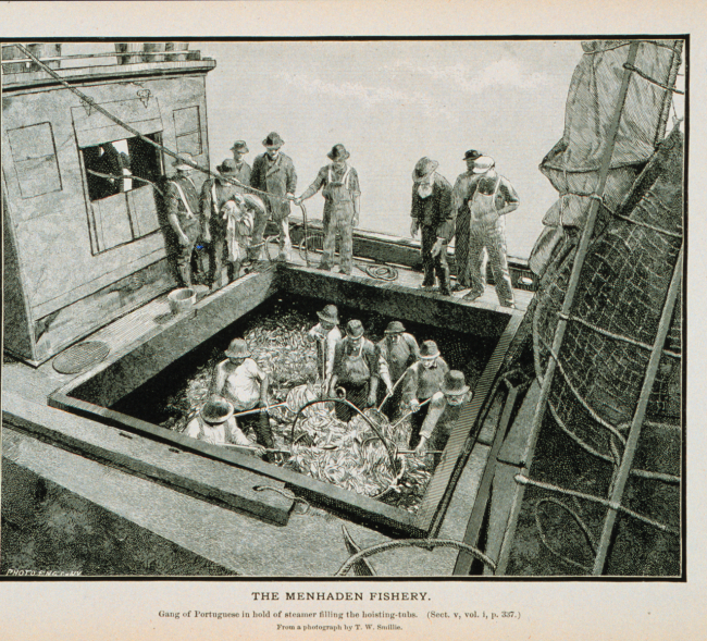 Gang of Portuguese in hold of menhaden steamer filling the hoisting tubsFrom a photograph by T