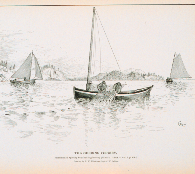 Fishermen in quoddy boat hauling herring gill-netsDrawing by H