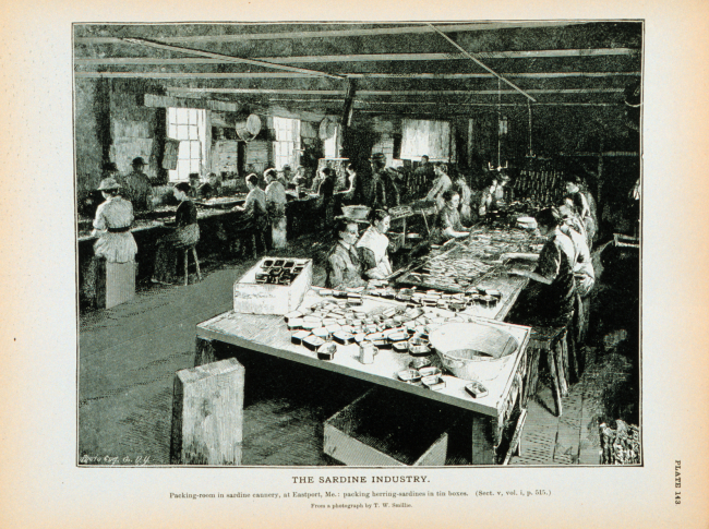 Packing room at sardine cannery, Eastport, MainePacking herring-sardines in tin boxesFrom a photograph by T