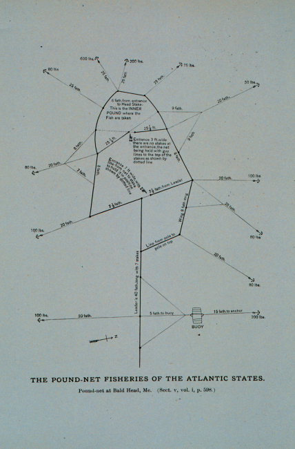 Diagram of pound-net at Bald Head, MaineBy Capt