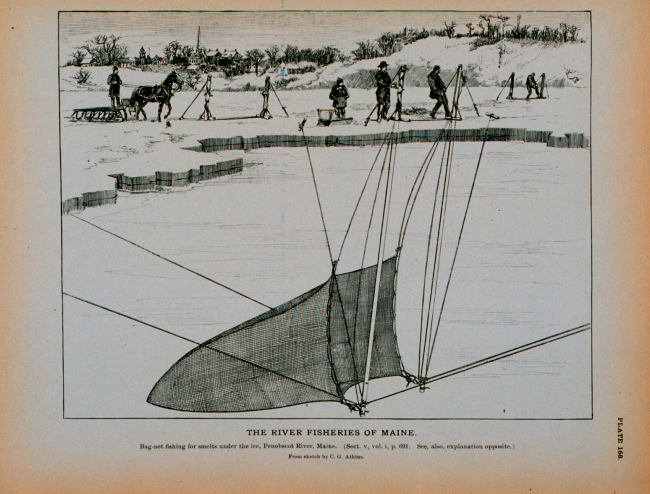 Bag-net fishing for smelts under the ice, Penobscot River, MaineFrom sketch by C