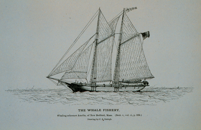Whaling schooner Amelia, of New Bedford, MassachusettsDrawing by C