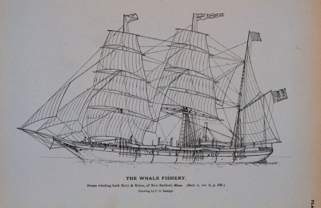 Steam whaling-bark Mary & Helen, of New Bedford, MassachusettsAfterwards the Rodgers of the Jeanette search expeditionDrawing by C