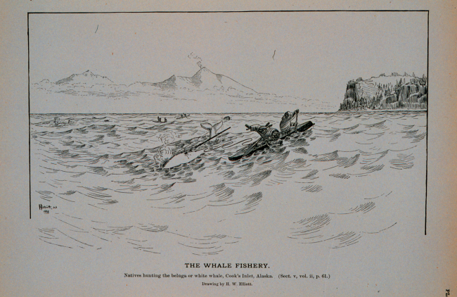 Natives harpooning the beluga, or white whale, at Cook's Inlet, AlaskaDrawing by H