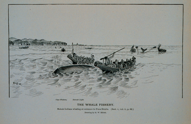 Makah Indians whaling at entrance to Fuca StraitsDrawing by H