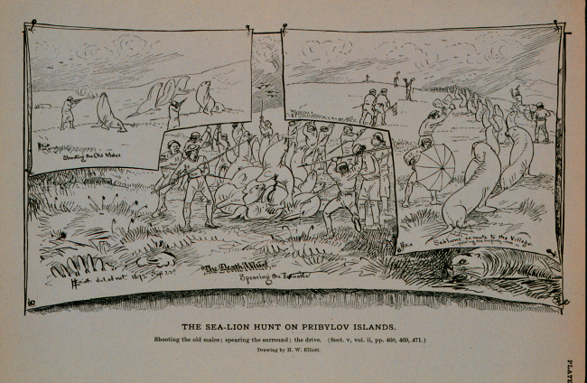Shooting the old males; spearing the surround; the driveDrawing by H