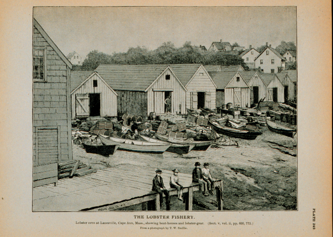 Lobster Cove at Lanesville, Cape Ann, MassachusettsShowing fishermen's boat-houses and gearFrom photograph by T