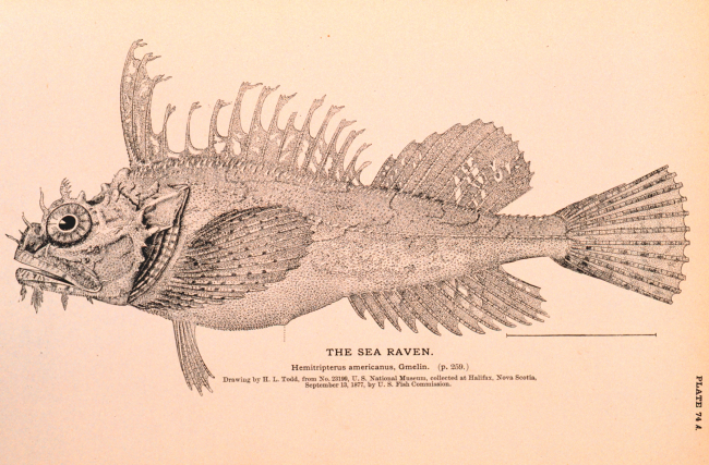 Plate 74A