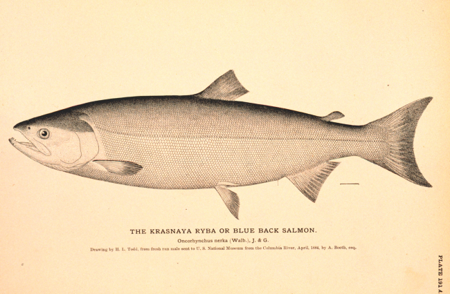Plate 191A